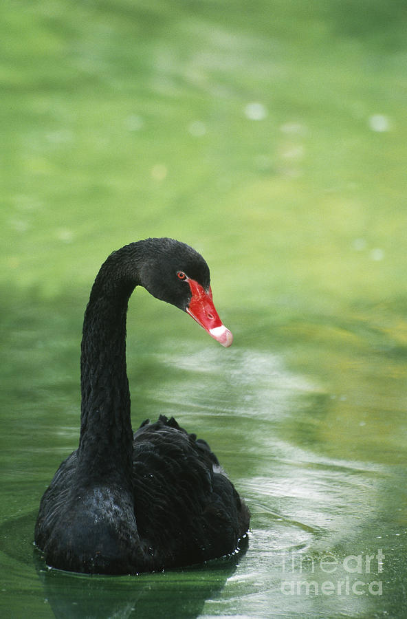 Black Swan Photograph by Mark Newman