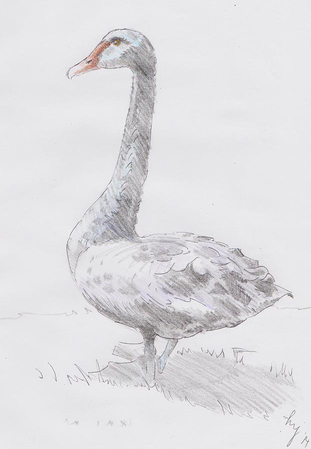 Swan Drawing - Black Swan by Mike Jory