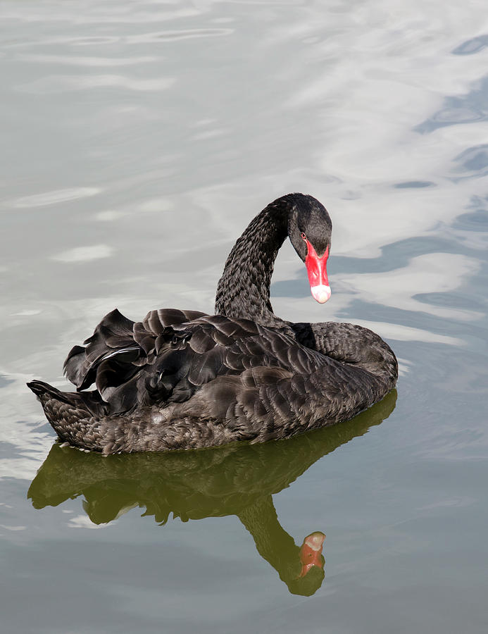 Black Swan Photograph by Nigel Downer