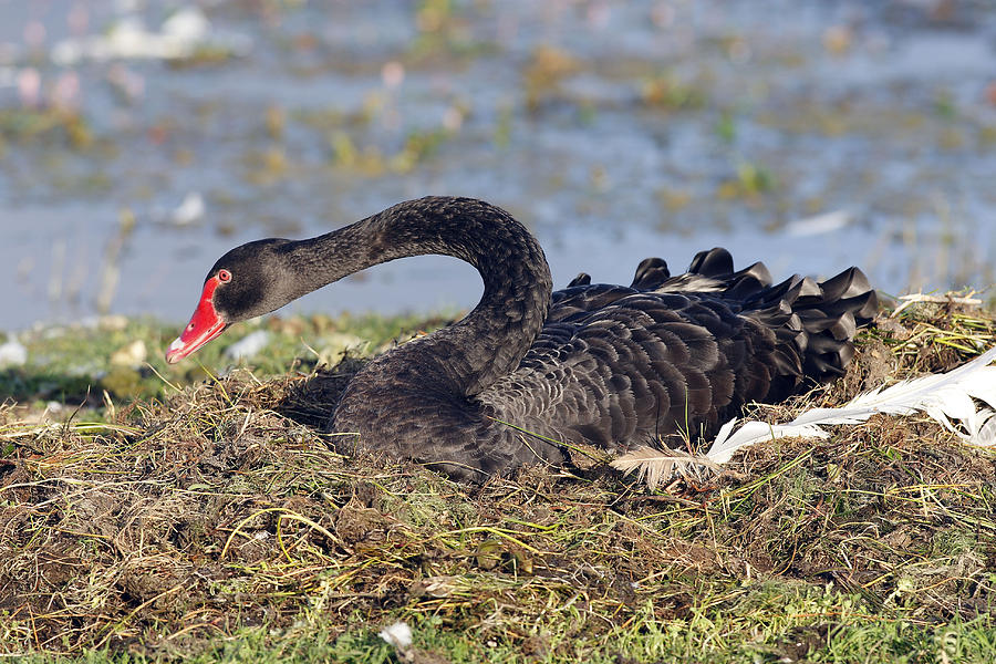 Black Swan On Nest Photograph by M. Watson