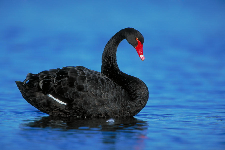 Black Swan Photograph by Paul J. Fusco