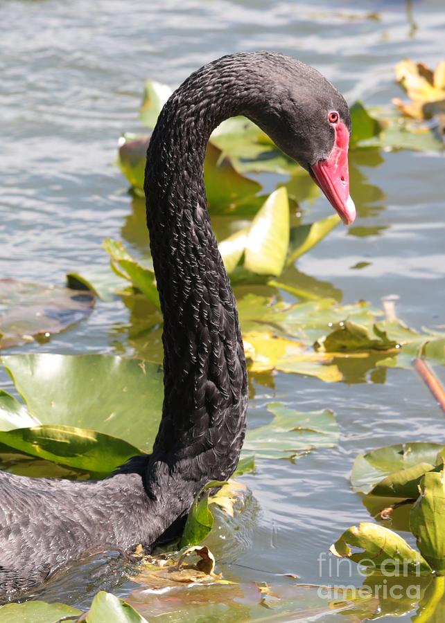 Swan Photograph - Black Swan Profile by Carol Groenen