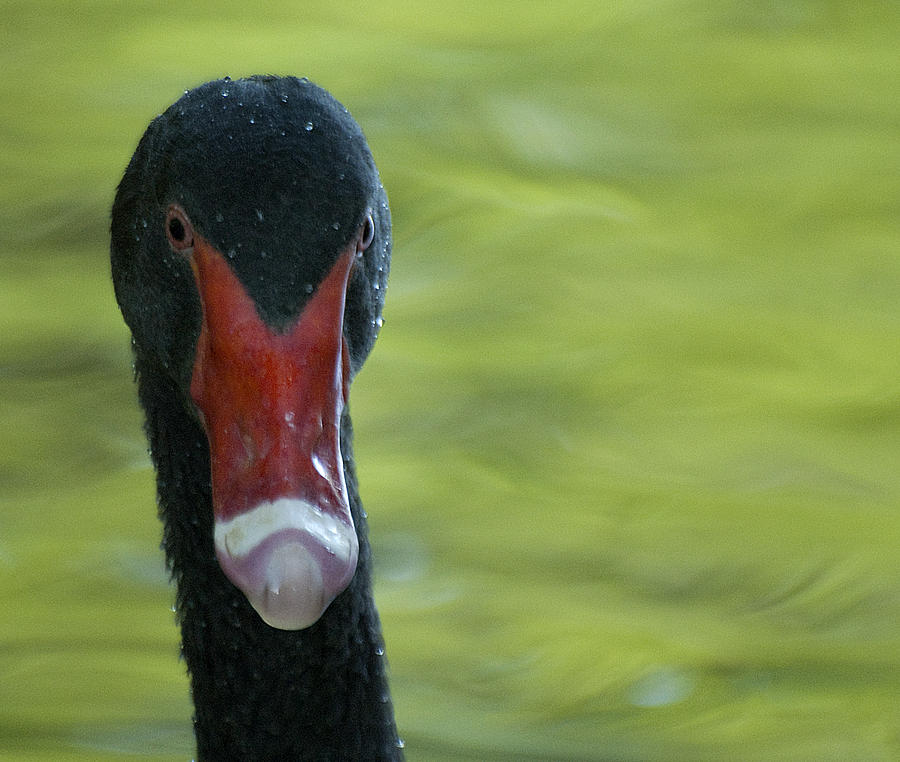Black Swan Profile Photograph by Pat Exum