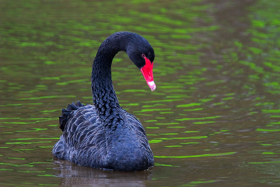 Black Swan Photograph