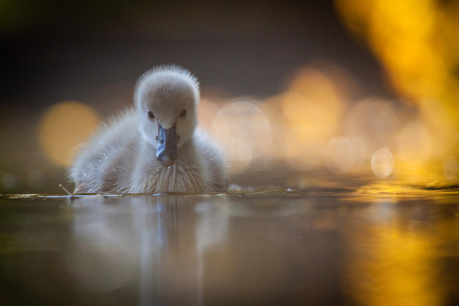 Duck Photograph - Black Swan by Robert Adamec