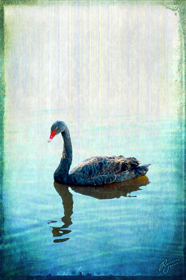 Black Swan Photograph by Roseanne Jones