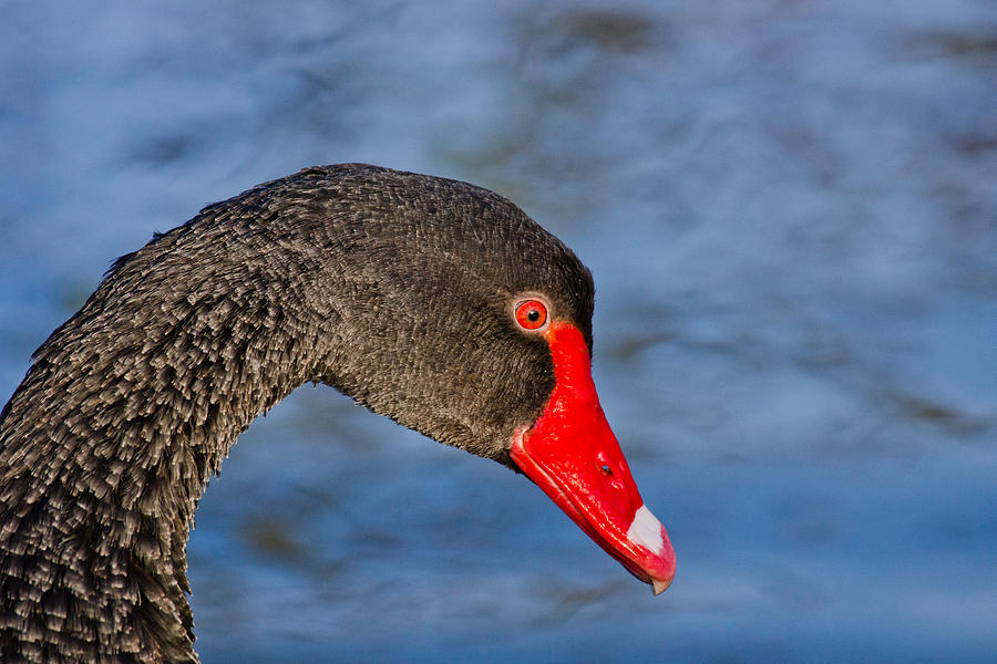 Close up Black Swan Photograph by Scott Carruthers