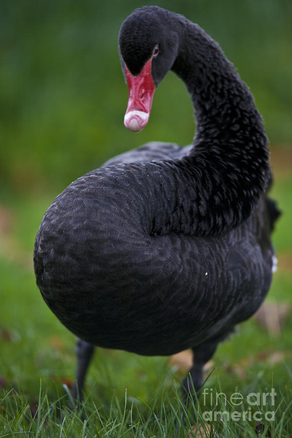 Black Swan Series - 1 Photograph by Heiko Koehrer-Wagner