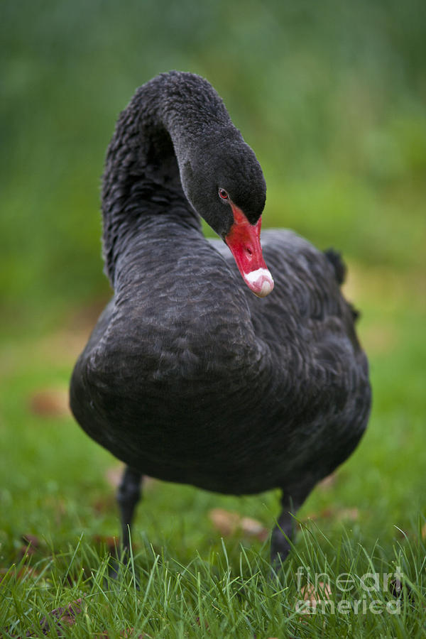 Black Swan Series - 2 Photograph by Heiko Koehrer-Wagner