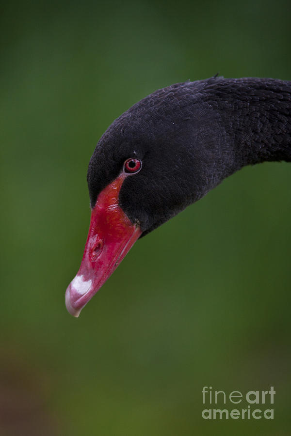 Swan Photograph - Black Swan Series - 3 by Heiko Koehrer-Wagner