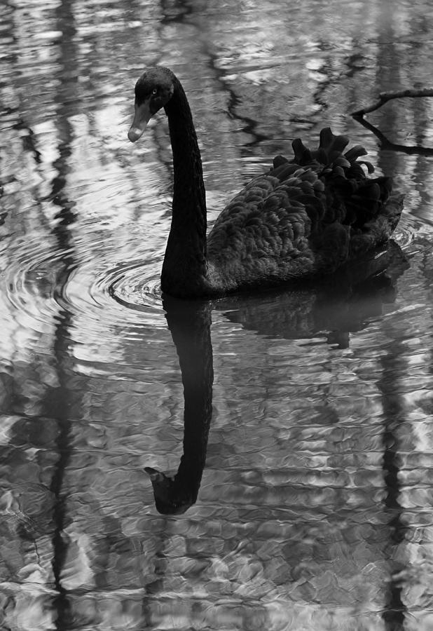 Black Swan Series IV - Black and White Photograph by Suzanne Gaff