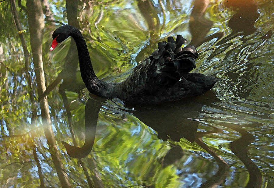 Swan Photograph - Black Swan Series V  by Suzanne Gaff