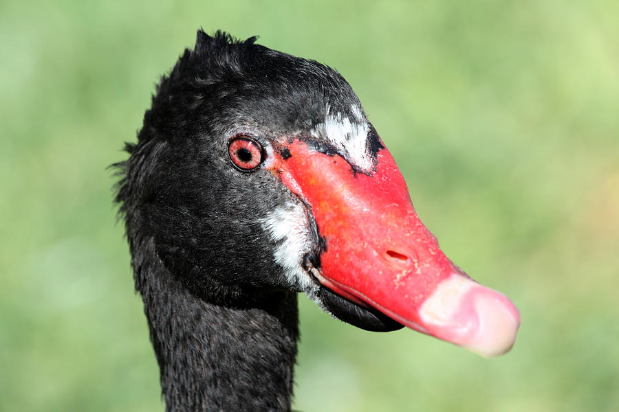 Black Swan Photograph by Shane Bechler