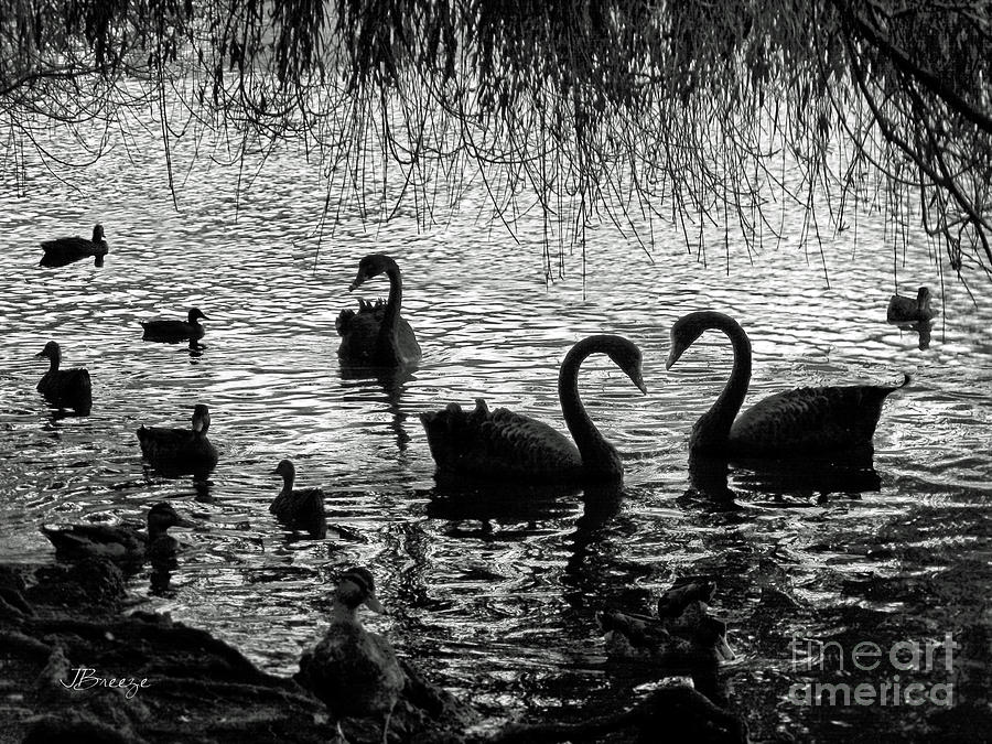 Black Swan Silhouette Photograph by Jennie Breeze