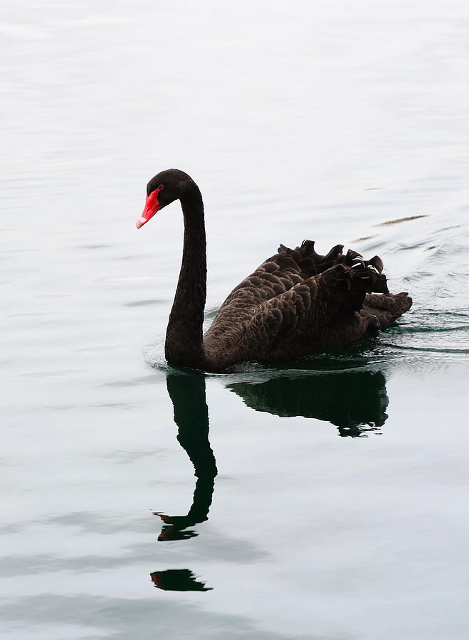 Black Swan Photograph by Songquan Deng
