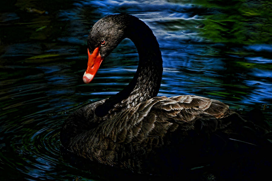 Black Swan Photograph by Stuart Harrison