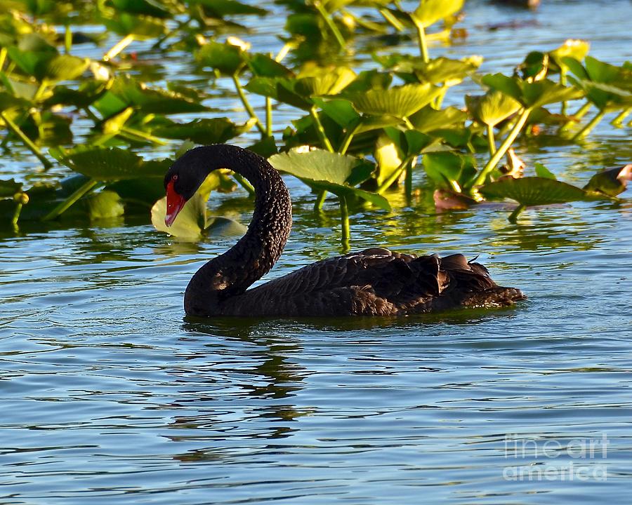 Black Swan Swimming Photograph by Carol  Bradley