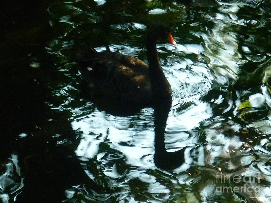 Black Swan Photograph by Therese Alcorn