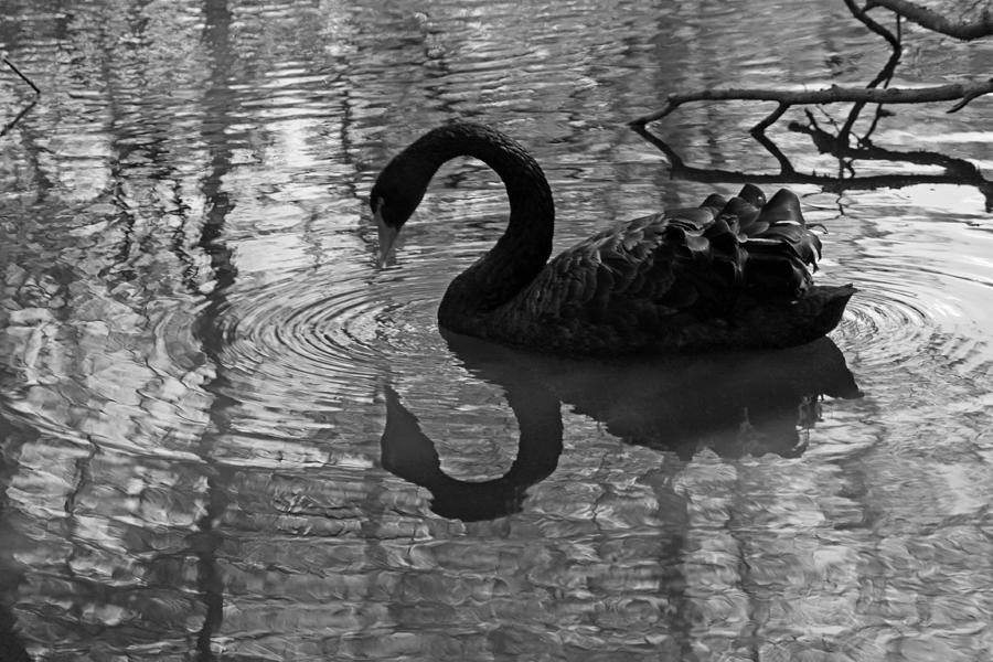 Black Swan V in Black and White Photograph by Suzanne Gaff