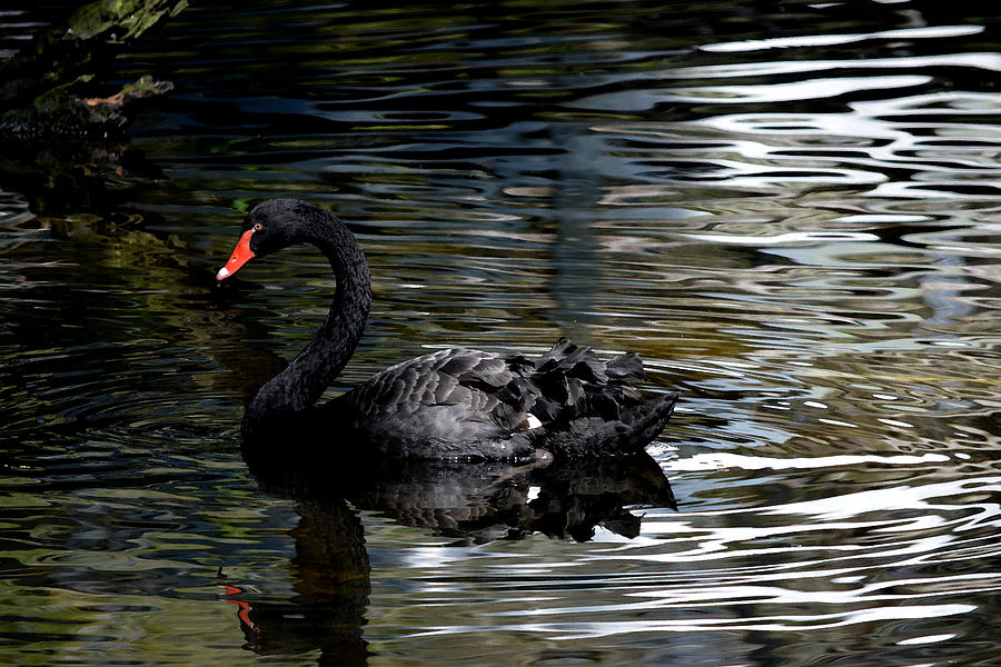 Black Swan Watercolor Photograph by Judy Wanamaker