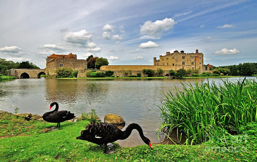 Black Swans at Leeds Castle Photograph by Bel Menpes