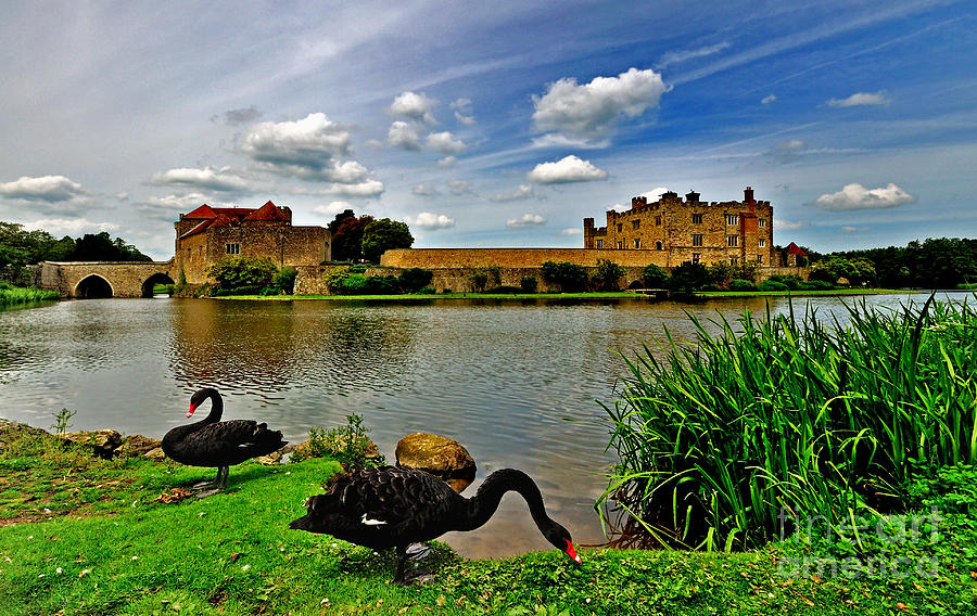 Black Swans at Leeds Castle II Photograph by Bel Menpes