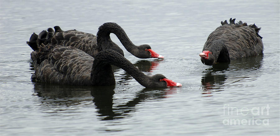 Black Swans Australia Photograph by Bob Christopher