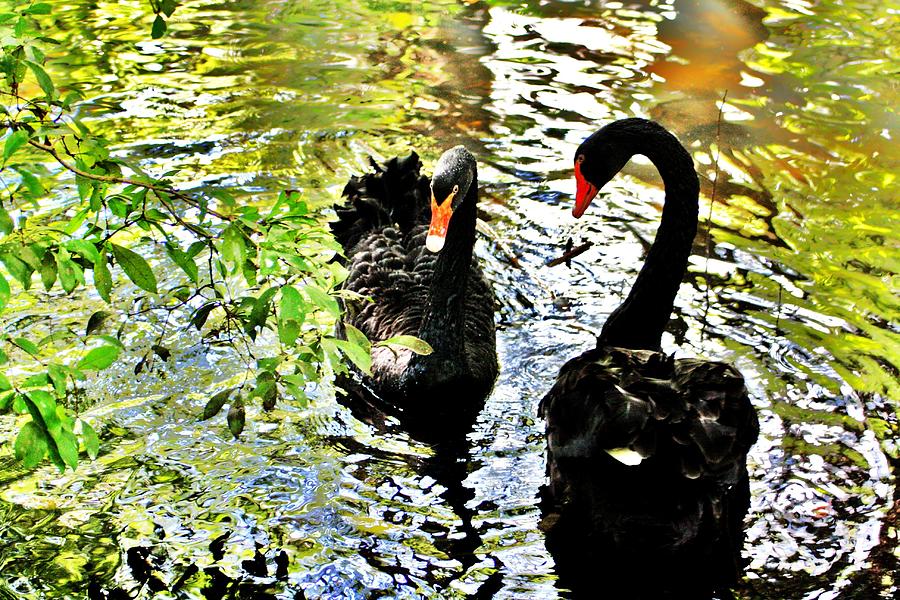 Black Swans Photograph