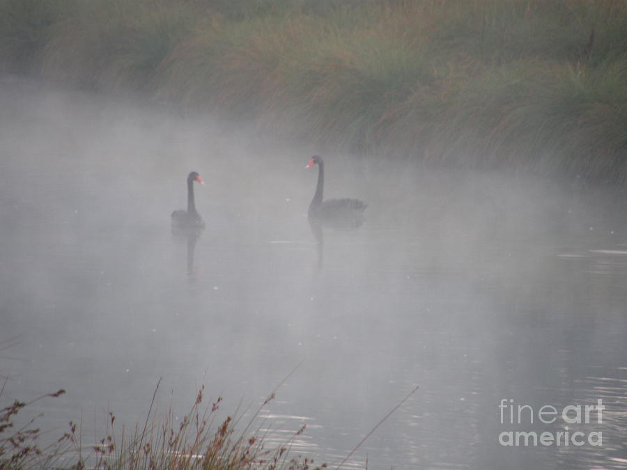 Black Swans in the Fog Photograph by Bev Conover