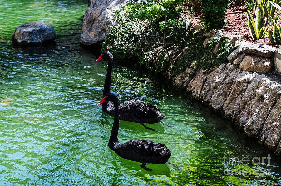 Black Swans Of Aruba Photograph by Judy Wolinsky