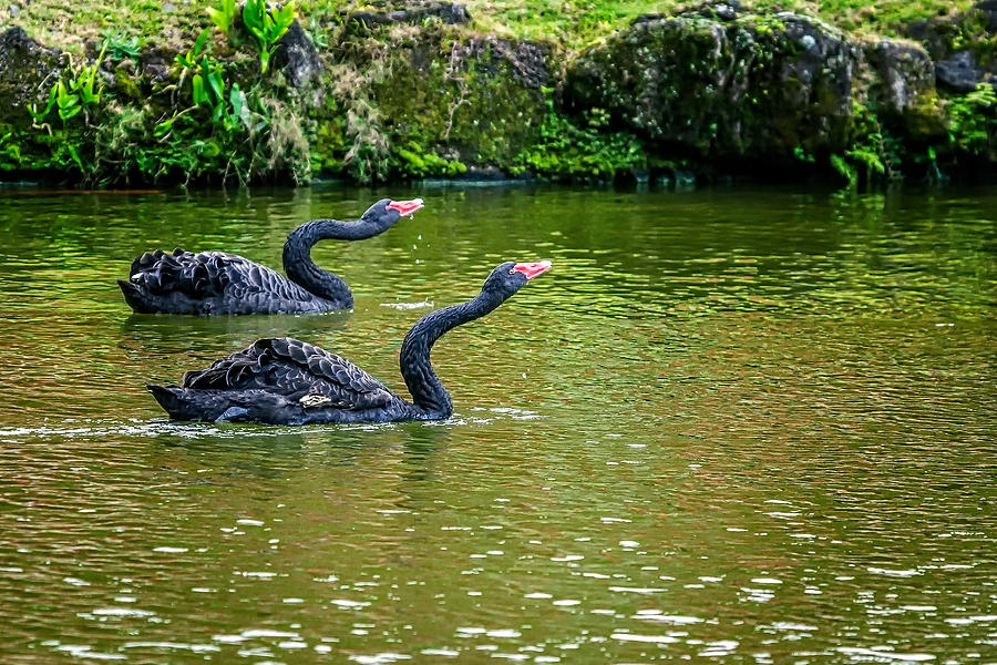 Black Swans Synchronous Swim Photograph