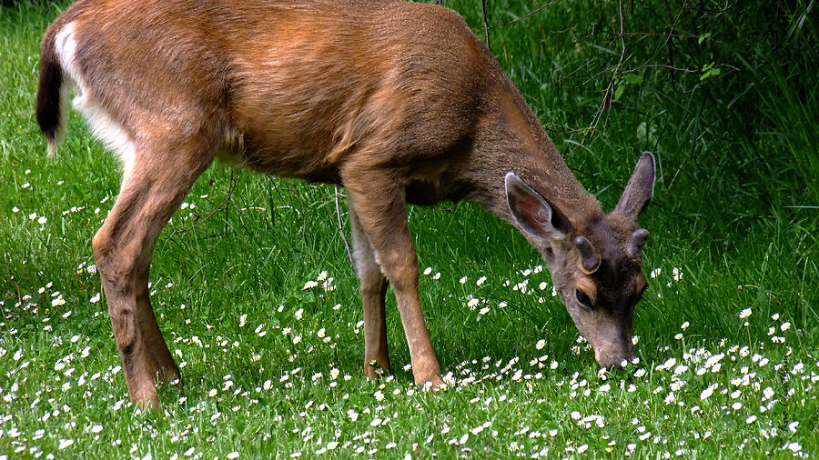 Black Tail Deer Photograph - Black-tail Deer in May by Kae Cheatham