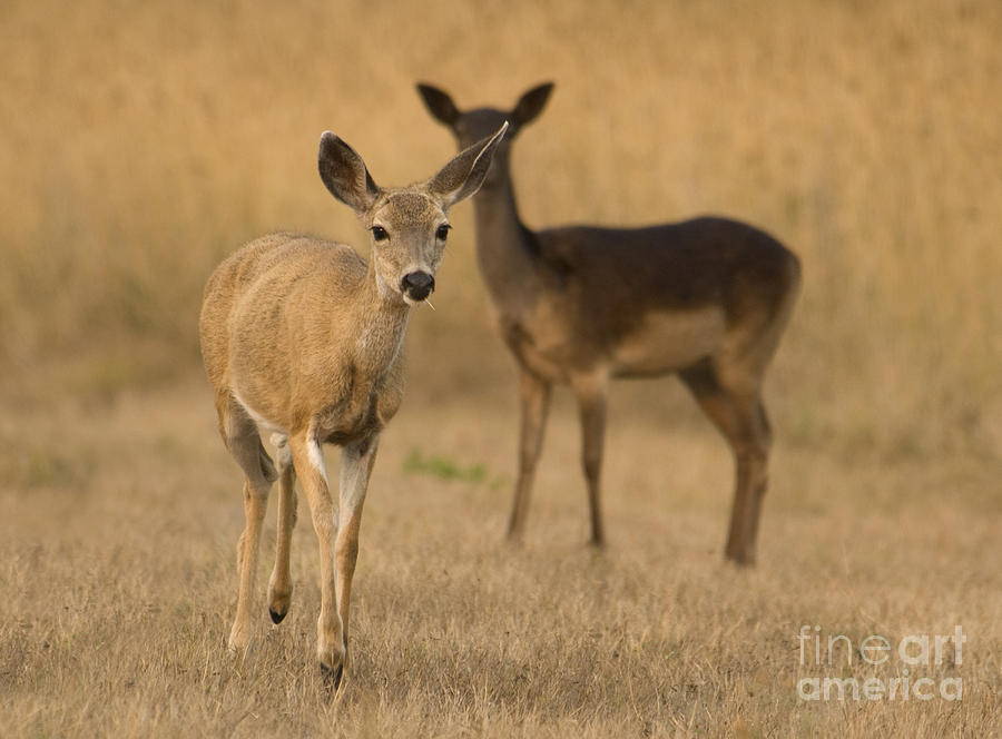 Black-tailed and fallow deer by Dan Suzio Black-tailed and fallow deer by Dan Suzio