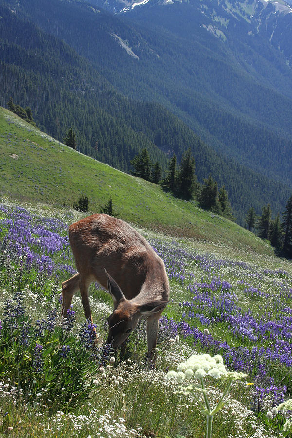 Black-Tailed Deer and Lupines Photograph by Mark Alder