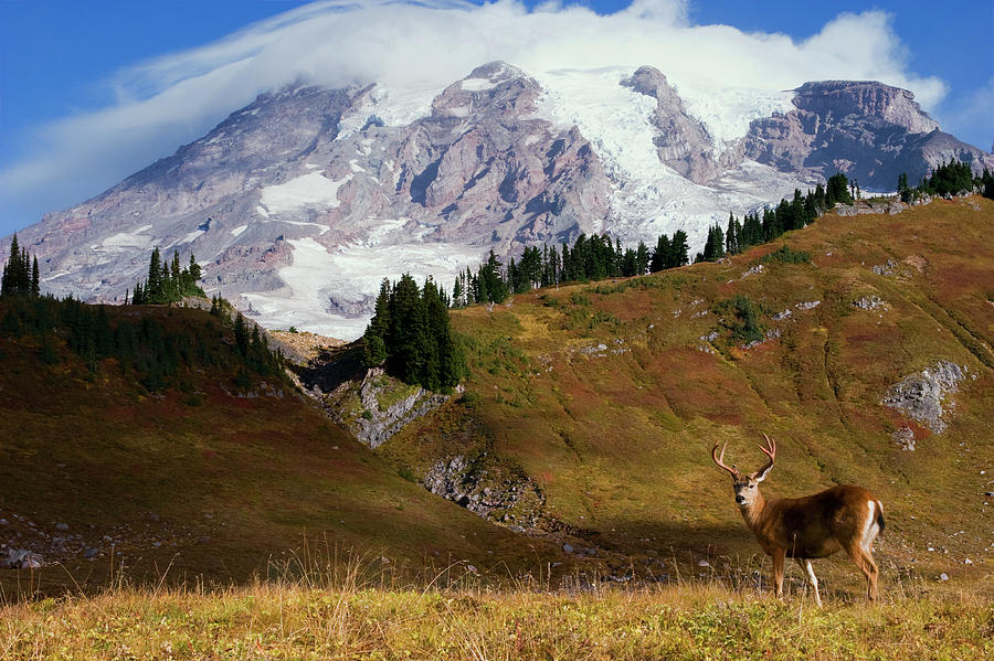 Deer Photograph - Black-tailed Deer Buck, Mount Rainier by Ken Archer