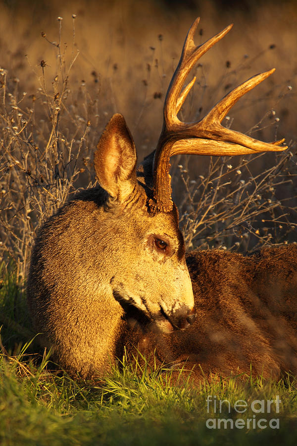 Black-tailed Deer Buck Resting In Repose Photograph by Max Allen