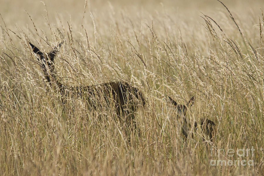 Black-tailed deer by Dan Suzio Black-tailed deer by Dan Suzio