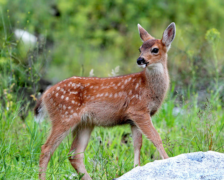 Black-Tailed Deer Fawn Photograph by Peggy Collins