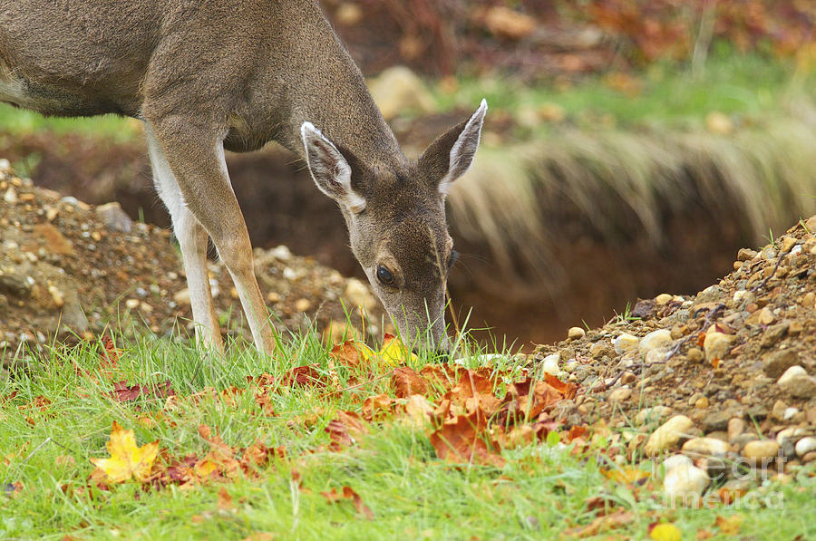 Black-tailed Deer in Autumn Photograph by Sharon Talson