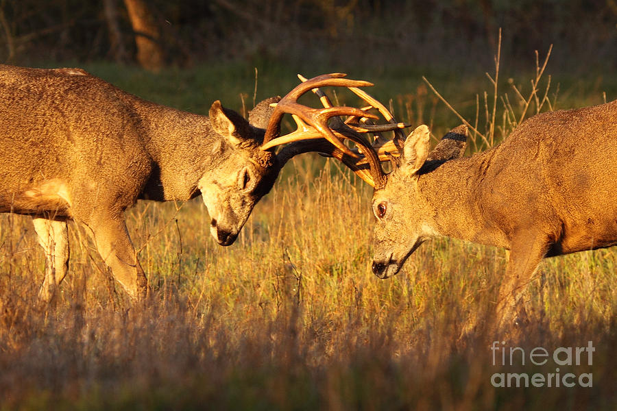 Black-tailed Deer Sparring Photograph by Max Allen