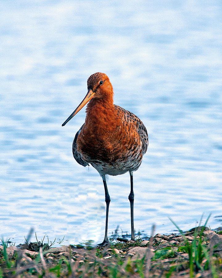 Black-Tailed Godwit Photograph by Paul Scoullar