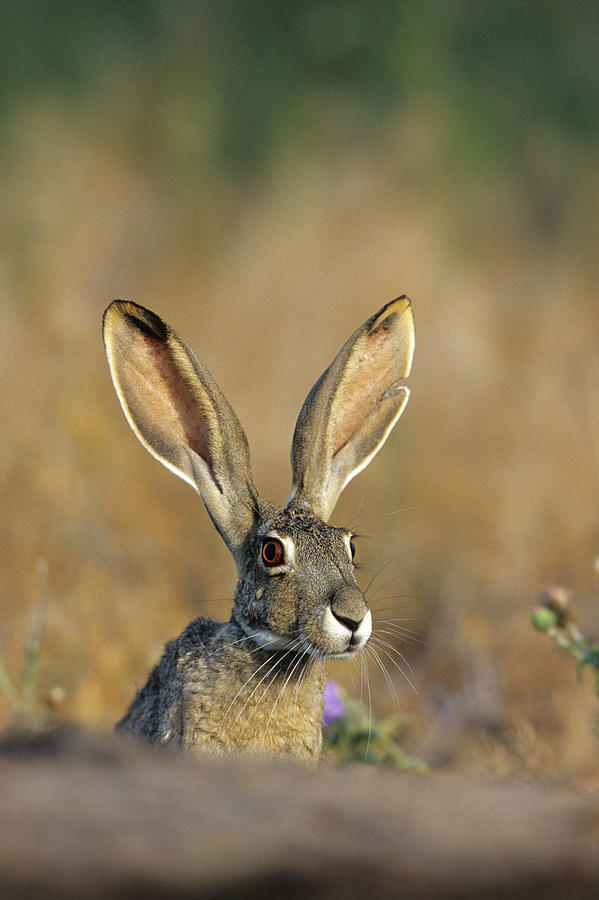 Wildlife Photograph - Black-tailed Jack Rabbit (lepus by Richard and Susan Day