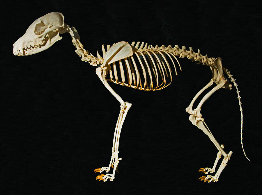 Black Tailed Jackel Skeleton Photograph by Millard H. Sharp