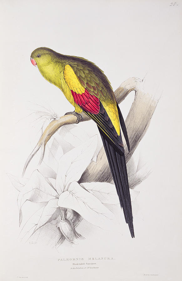 Edward Lear Painting - Black Tailed Parakeet by Edward Lear