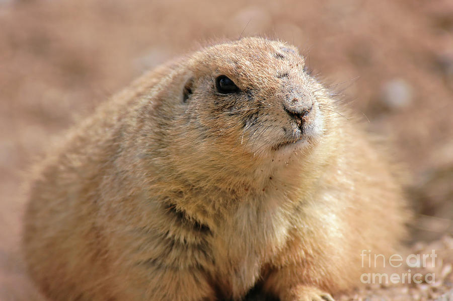 Black-tailed Prairie Dog Photograph by Al Andersen