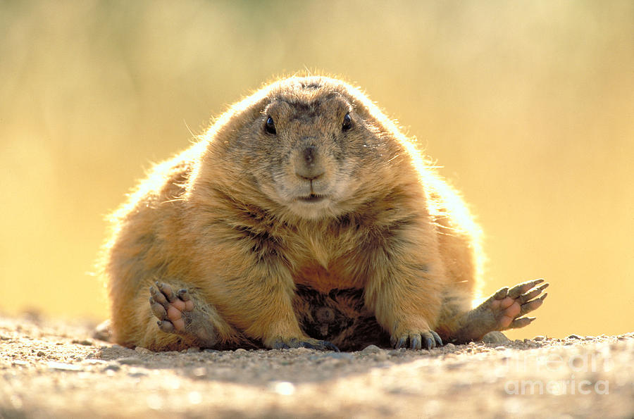 Black-tailed Prairie Dog Photograph by Art Wolfe