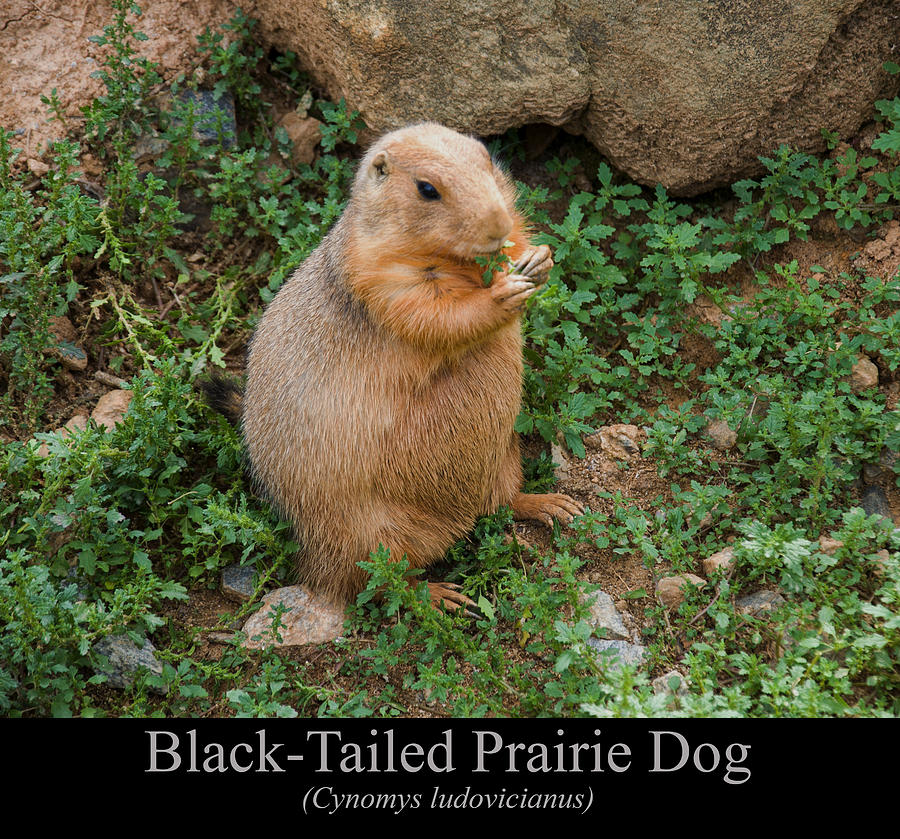 Black Tailed Prairie Dog Digital Art by Flees Photos
