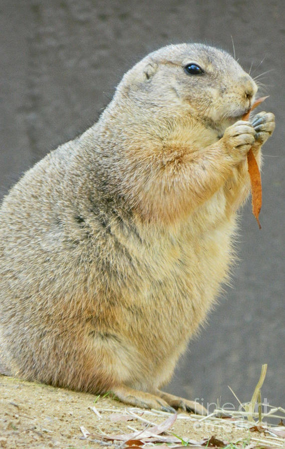 Black-Tailed Prairie Dog Photograph by Emmy Vickers