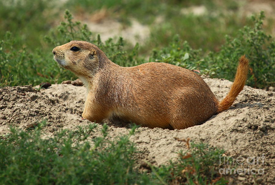 Black-tailed Prairie Dog Photograph by Marty Fancy