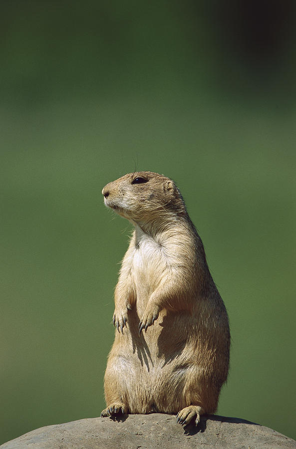 Black-tailed Prairie Dog Sitting Upright Photograph by Konrad Wothe